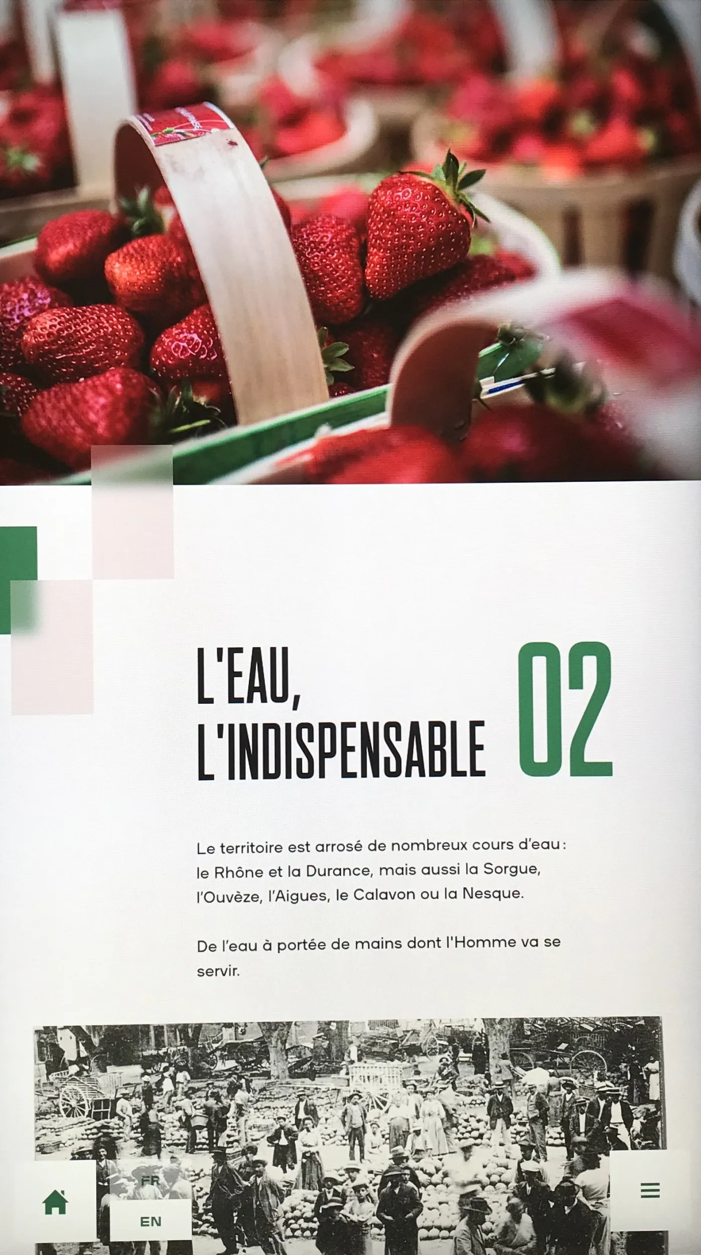 Image sur le titre "L'eau indispensable" et un panier de fraises