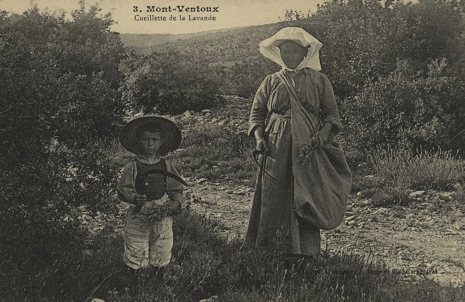 Photographie noir et blanc d'une lavandière et un enfant au cours de la cueillette de lavande dans un décor de garrigue