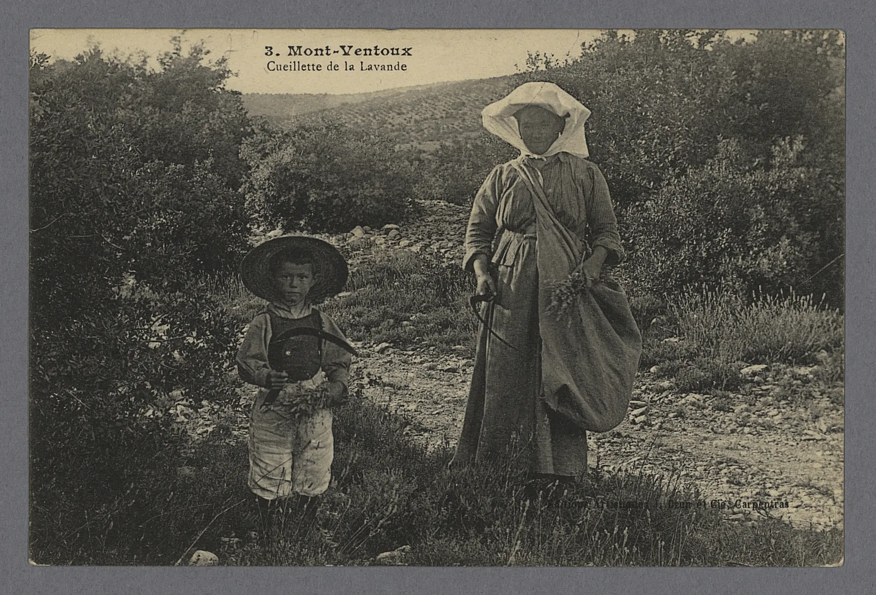 Une ancienne carte postale en noir et blanc sur laquelle posent une femme et un petit garçon pendant la cuillette de la lavande