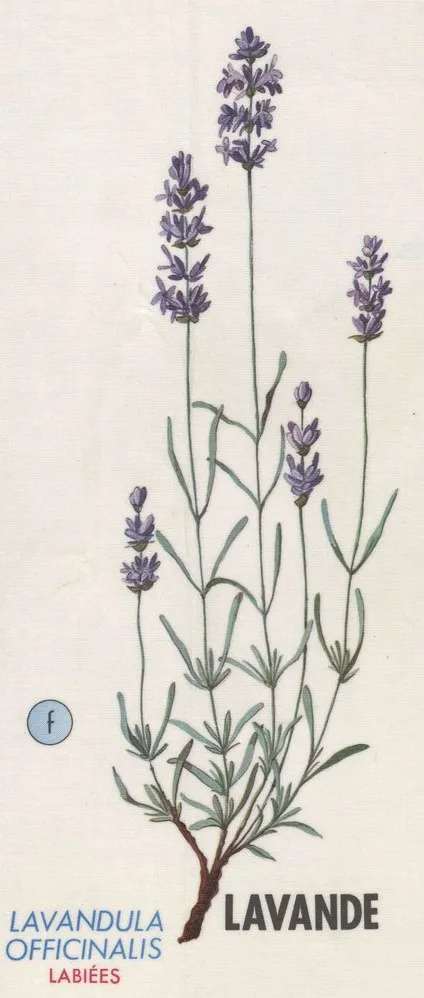 Dessin en couleur d'un pied de lavande